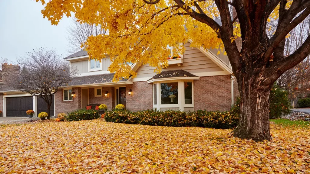Suburban home with a yard full of golden autumn leaves during fall