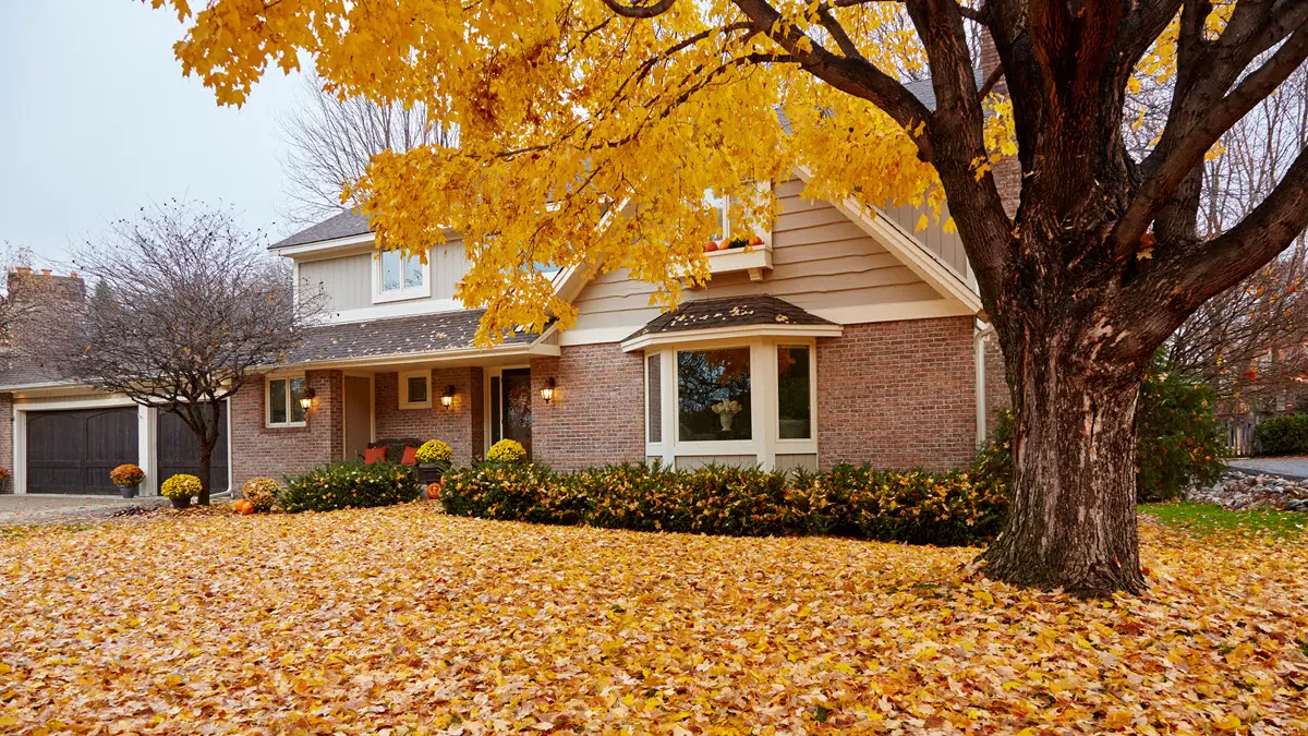 Suburban home with a yard full of golden autumn leaves during fall